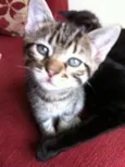 Berenice e Loki