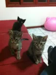 Berenice e Loki