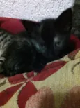 Berenice e Loki