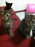 Berenice e Loki