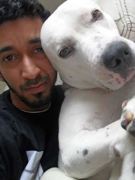 Cachorro ra a Pit-Bull idade 6 ou mais anos nome Athos Anakim