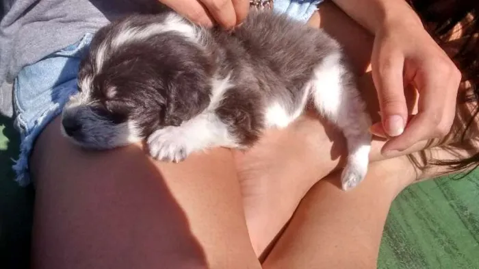 Cachorro ra a SRD idade 2 a 6 meses nome nega