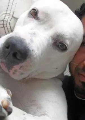 Cachorro raça Pit-Bull idade 6 ou mais anos nome Athos Anakim