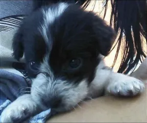 Cachorro raça SRD idade 2 a 6 meses nome nega