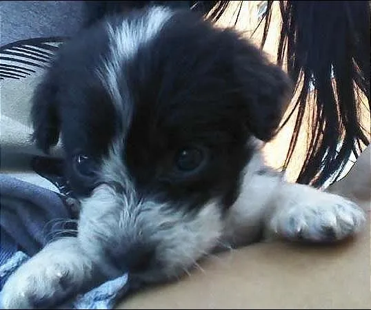Cachorro ra a SRD idade 2 a 6 meses nome nega