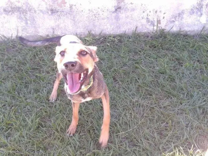 Cachorro ra a SRD idade 1 ano nome Bruna