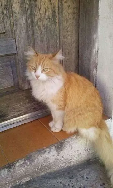 Gato ra a SRD idade 2 anos nome Mel
