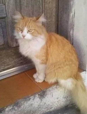 Gato raça SRD idade 2 anos nome Mel