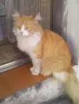 Mel