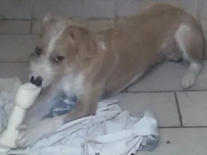 Cachorro raça vira-lata idade 7 a 11 meses nome naruto