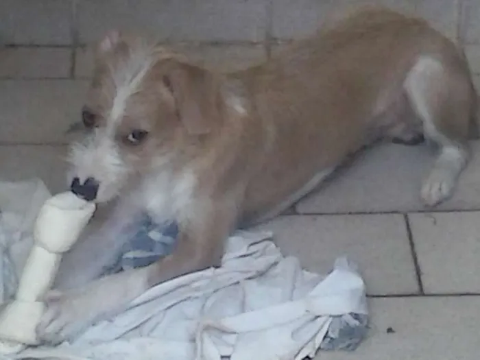 Cachorro ra a vira-lata idade 7 a 11 meses nome naruto