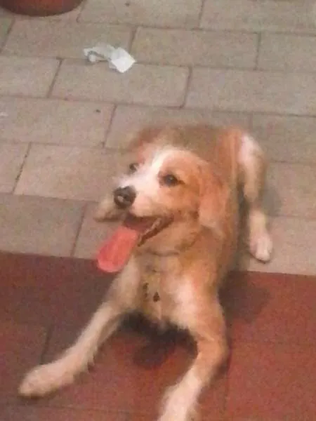 Cachorro ra a vira-lata idade 7 a 11 meses nome naruto