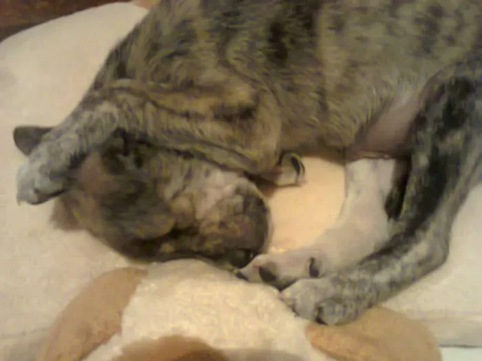 Cachorro raça Fila idade 2 a 6 meses nome não tem