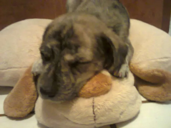 Cachorro raça Fila idade 2 a 6 meses nome não tem