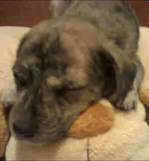 Cachorro raça Fila idade 2 a 6 meses nome não tem