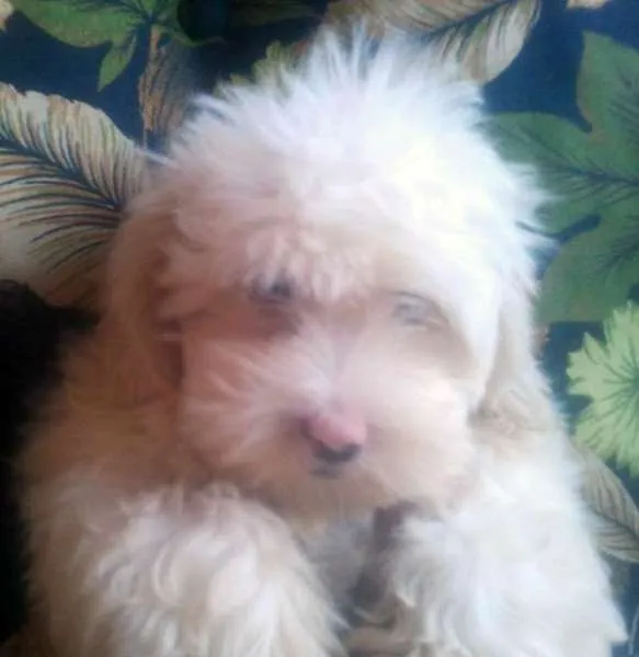 Cachorro ra a Lhasa Apso idade 1 ano nome bobi