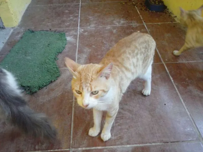 Gato ra a sem raça idade 7 a 11 meses nome Amarelinho