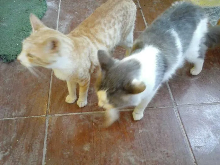 Gato ra a sem raça idade 7 a 11 meses nome Amarelinho