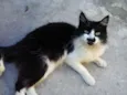 Bigodinho