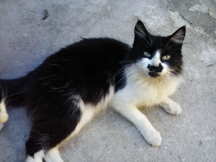 Gato ra a Angorá idade 7 a 11 meses nome Bigodinho