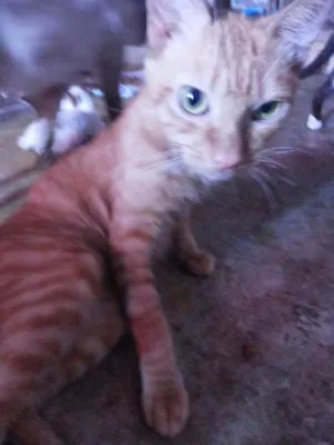 Gato raça Não tem idade 2 anos nome Laranjinha