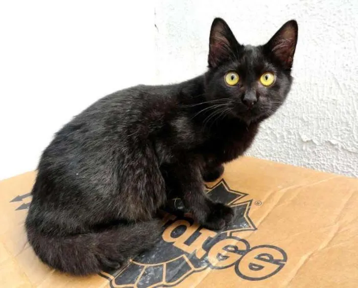 Gato ra a Desconhecida idade 2 a 6 meses nome Mossy