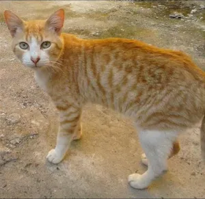 Gato raça sem raça idade 7 a 11 meses nome Amarelinho