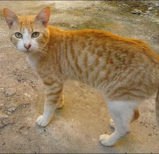 Gato ra a sem raça idade 7 a 11 meses nome Amarelinho