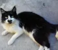 Bigodinho