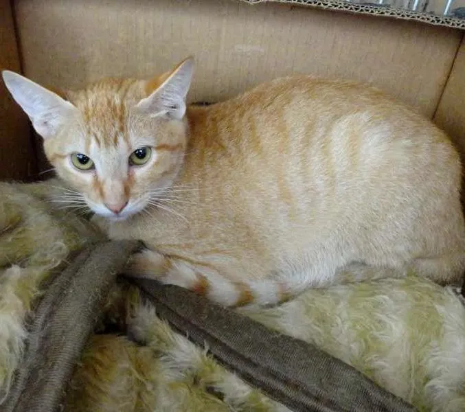 Gato ra a Não definida idade 2 a 6 meses nome Ferrugem