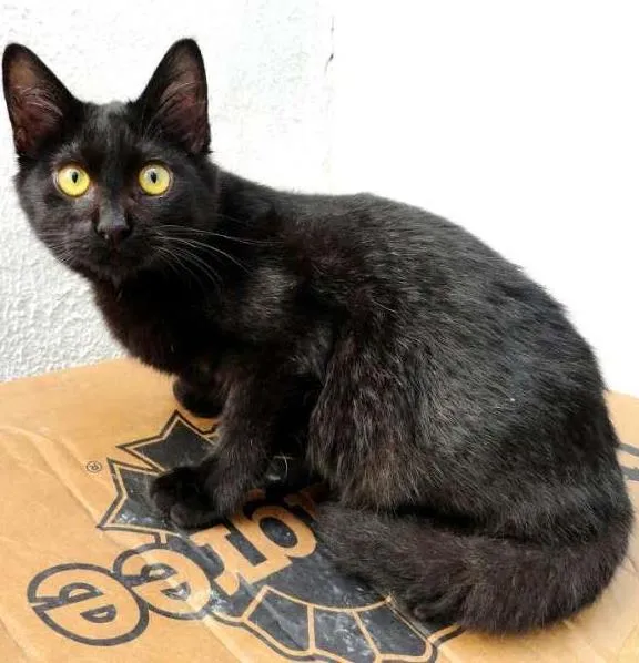 Gato ra a Desconhecida idade 2 a 6 meses nome Mossy