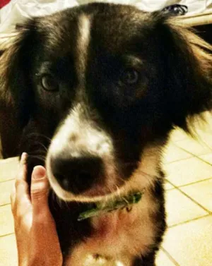 Cachorro raça SRD idade 2 anos nome Naná
