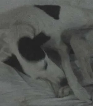 Cachorro raça SRD idade 1 ano nome DESCONHECIDA