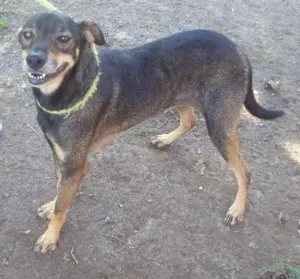 Cachorro raça SRD idade 3 anos nome MAGRI