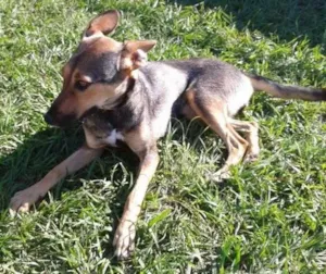 Cachorro raça SRD idade 1 ano nome Bruna