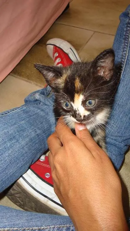 Gato raça SRD idade Abaixo de 2 meses nome Novinhos