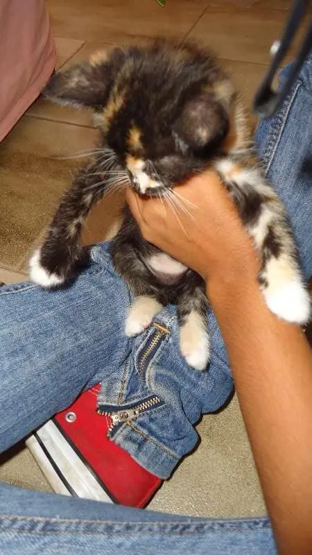 Gato raça SRD idade Abaixo de 2 meses nome Novinhos