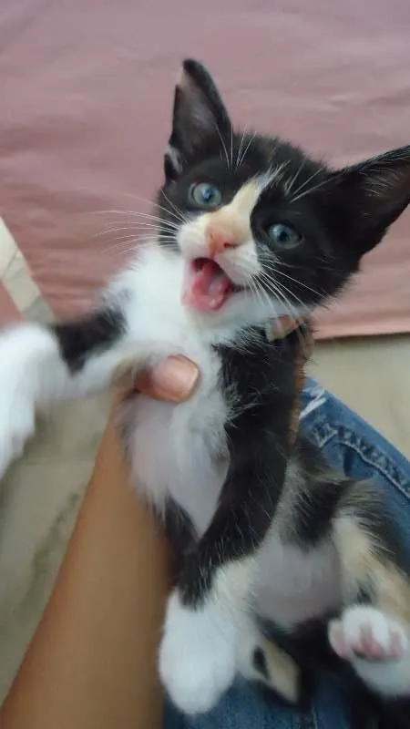 Gato raça SRD idade Abaixo de 2 meses nome Novinhos