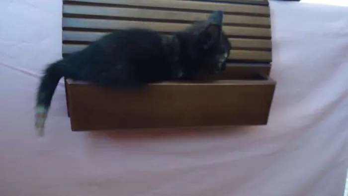 Gato raça SRD idade Abaixo de 2 meses nome Novinhos