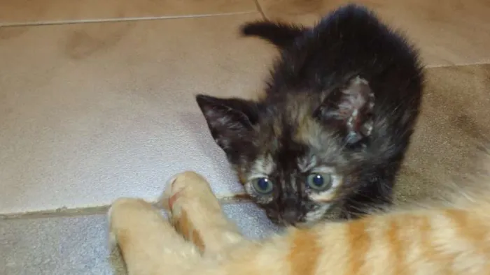 Gato raça SRD idade Abaixo de 2 meses nome Novinhos