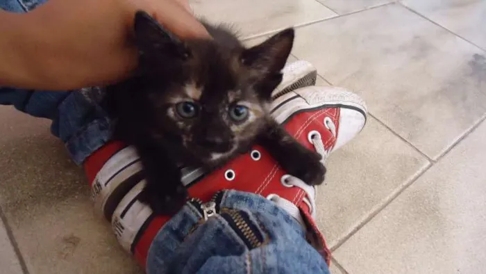 Gato raça SRD idade Abaixo de 2 meses nome Novinhos