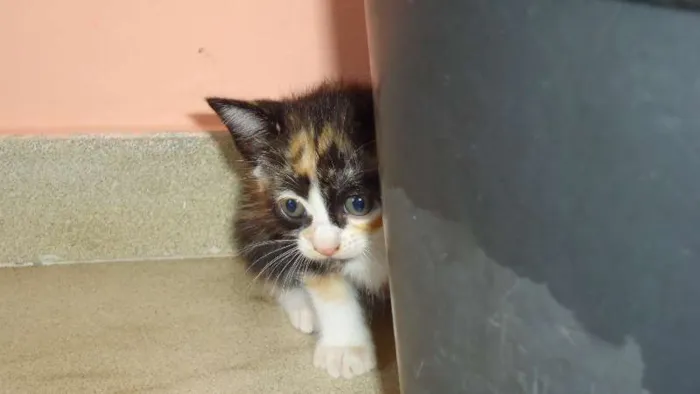 Gato raça SRD idade Abaixo de 2 meses nome Novinhos