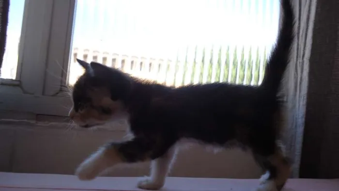 Gato raça SRD idade Abaixo de 2 meses nome Novinhos