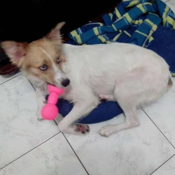 Cachorro ra a SRD idade 1 ano nome Brenda