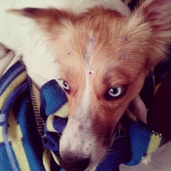 Cachorro ra a SRD idade 1 ano nome Brenda