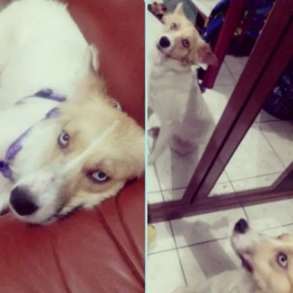 Cachorro ra a SRD idade 1 ano nome Brenda