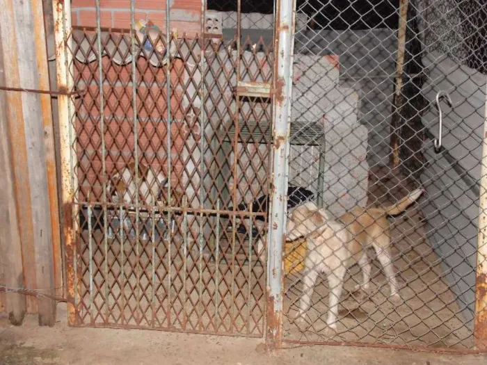 Cachorro ra a mestiço/pastor alemão idade 1 ano nome sargento