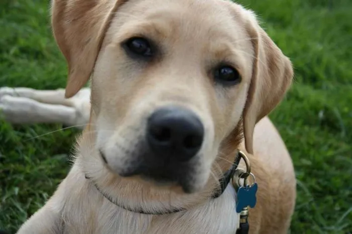 Cachorro raça Labrador idade 4 anos nome Betove