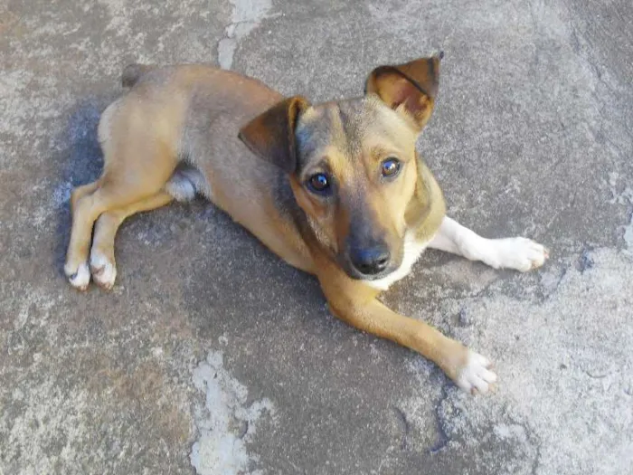 Cachorro ra a Vira-lata idade 7 a 11 meses nome Looky