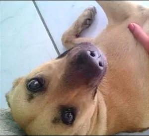 Cachorro raça vira lata idade 2 anos nome suzi